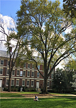 佐治亚大学