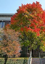 纽约州立大学环境科学与林业科学学院